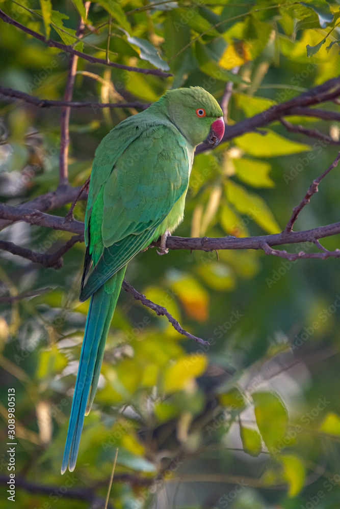 Obraz premium Indian Ring-Necked Parrots at Kadugodi Bridge Bangalore India