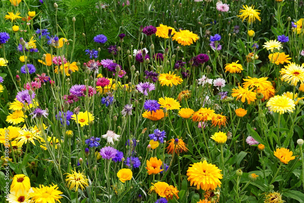 Obraz premium Meadow mix