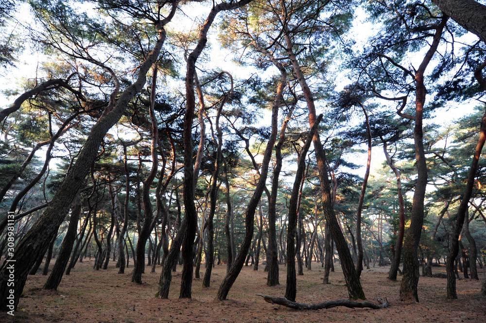 Forest of the Three Royal Tombs in Bae-dong, Gyeongju, South Korea Forest of the Three Royal Tombs in Bae-dong, Gyeongju, South Korea