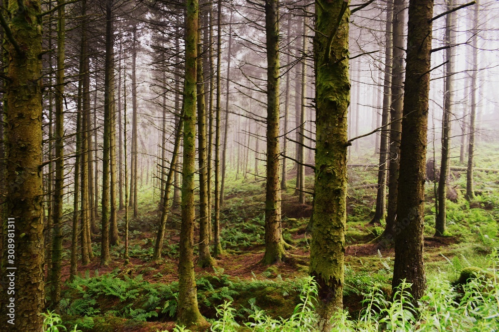 Fototapeta premium Forest