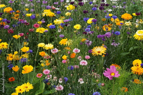 Meadow mix