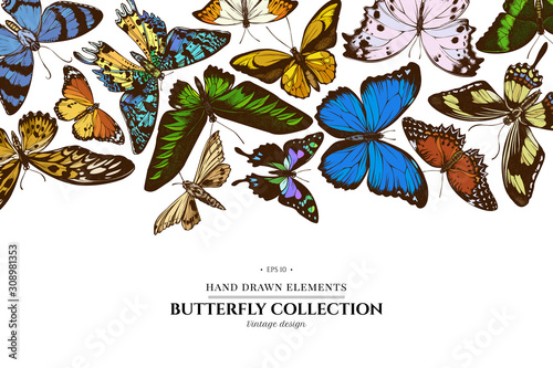 Colored elements design with morpho menelaus, cethosia biblis, papilio antimachus, alcides agathyrsus, ornithoptera croesus lydius, graphium weiskei, ambulyx pryeri, urania rhipheus, salamis parhassus