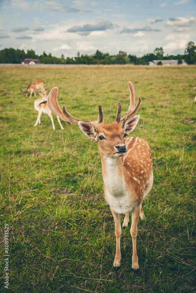 close-up beautiful fallow deer in the field close-up beautiful fallow deer in the field