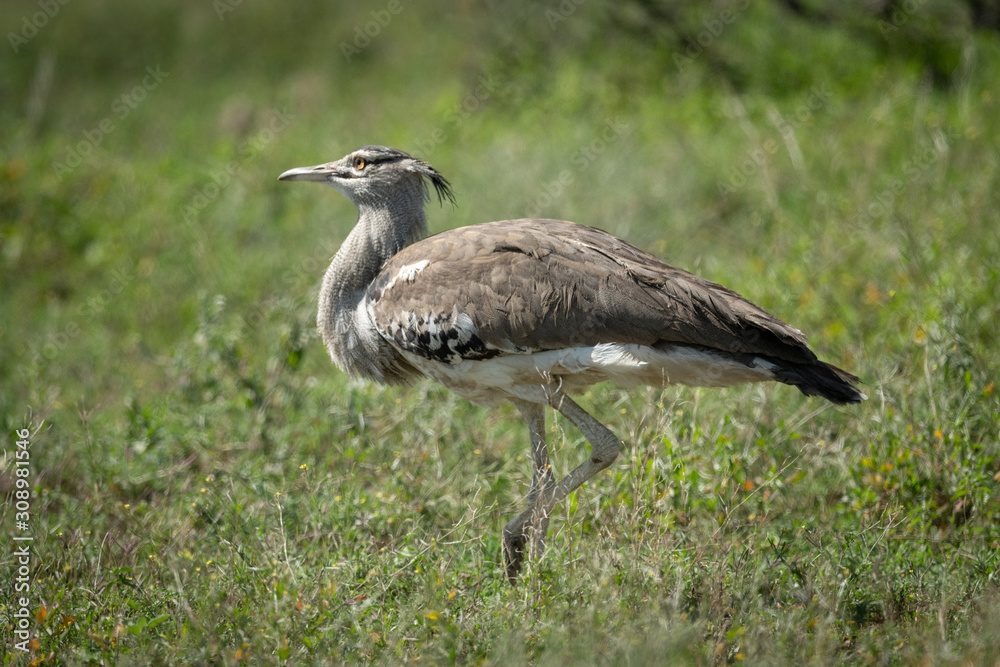 Kori bustard in sunshine walking through grass