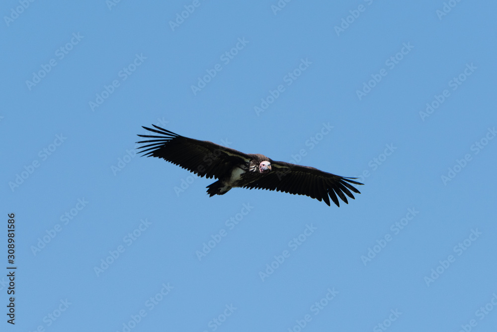 Fototapeta premium Lappet-faced vulture flying in perfect blue sky