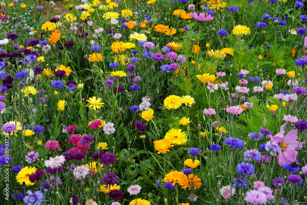 Meadow mix