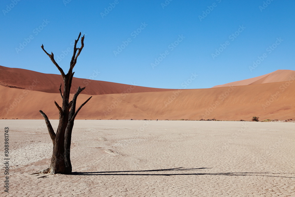 Dead black trees silhouettes in dry lake due to drought in the Red sand dunes in Sossusvlei desert in Namibia Dead black trees silhouettes in dry lake due to drought in the Red sand dunes in Sossusvlei desert in Namibia