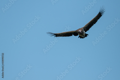 Lappet-faced vulture soaring in perfect blue sky