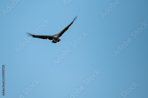 Lappet-faced vulture lifts wings in perfect sky
