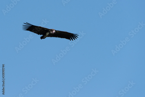 Lappet-faced vulture soars in perfect blue sky