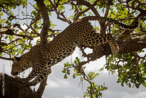 Leopard jumps between branches in leafy tree
