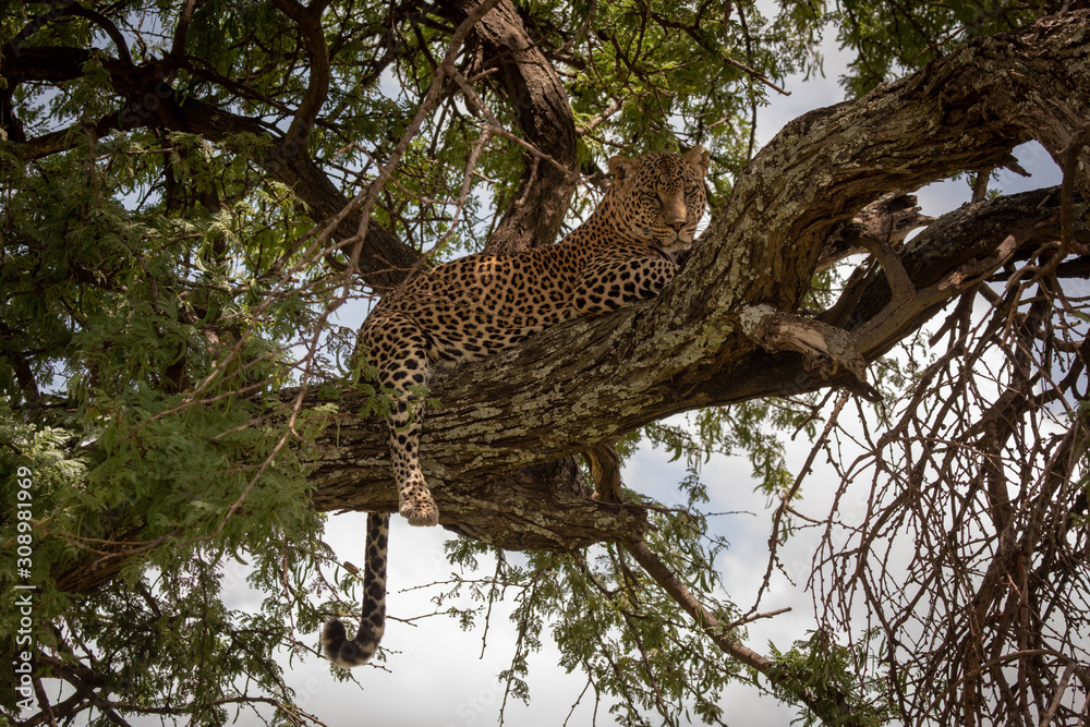 Leopard lies in tree with tail dangling Leopard lies in tree with tail dangling