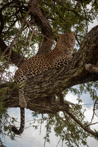 Leopard lies in tree with leg dangling