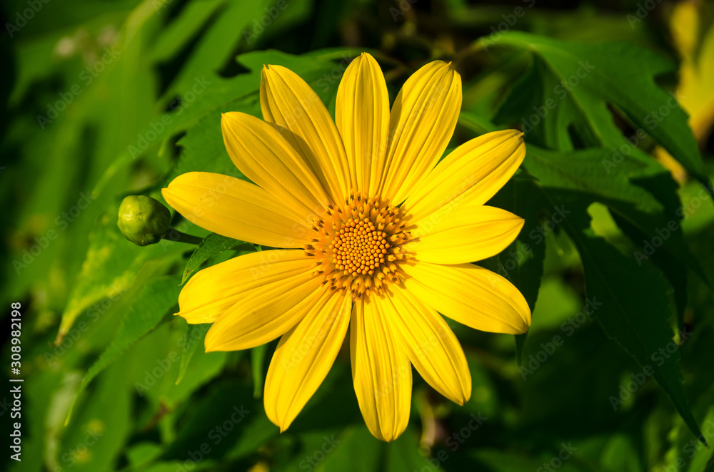 Summer sunflower in Slovakia. Agricultural crop. Flower with yellow petals and green leaves. Summer sunflower in Slovakia. Agricultural crop. Flower with yellow petals and green leaves.