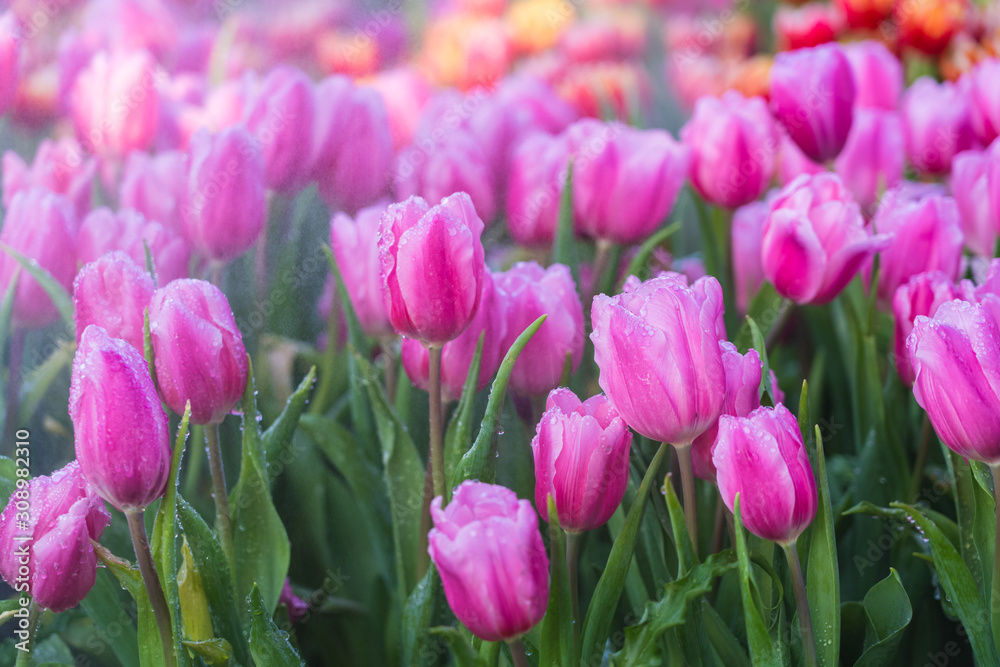 Tulip garden in the early morning hours with the beautiful light and the moning mist of winter season