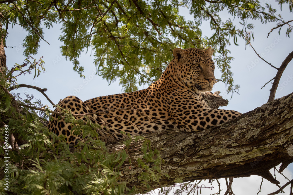 Obraz premium Leopard lying on branch framed by leaves