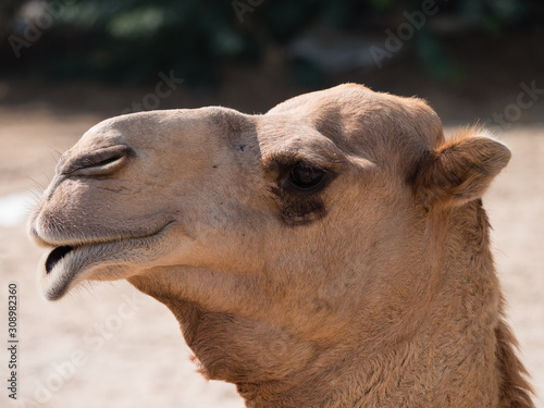 seitliches Portrait eines Kamels auf einer Kamelfarm