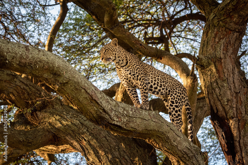 Leopard stands on branch of big tree Leopard stands on branch of big tree