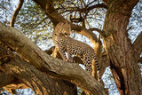 Leopard stands on thick branch turning head