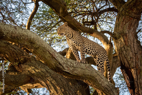Leopard stands on branch of big tree