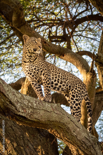 Leopard stands on thick branch looking up