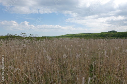 Landscape of Kushiro bog (the biggest bog in Japan / Hookaido) photo