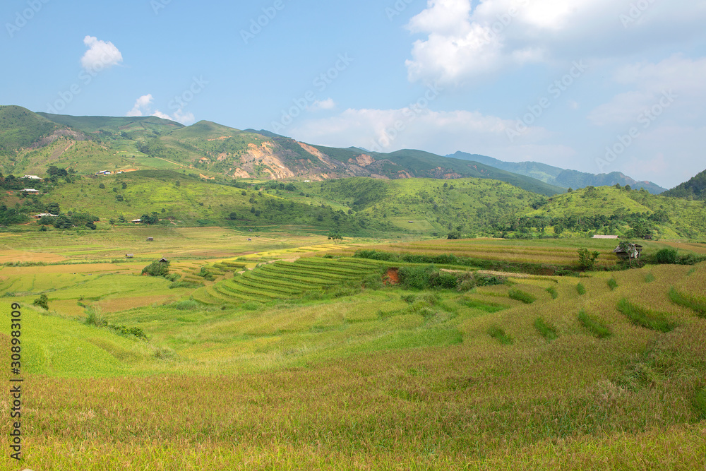 Green, brown, yellow and golden rice terrace fields of Tu Le valley, Northwest of Vietnam