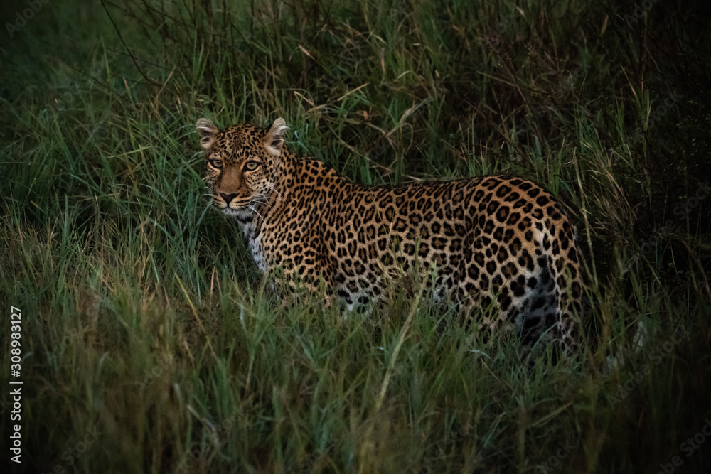 Obraz premium Leopard walks through long grass at dawn
