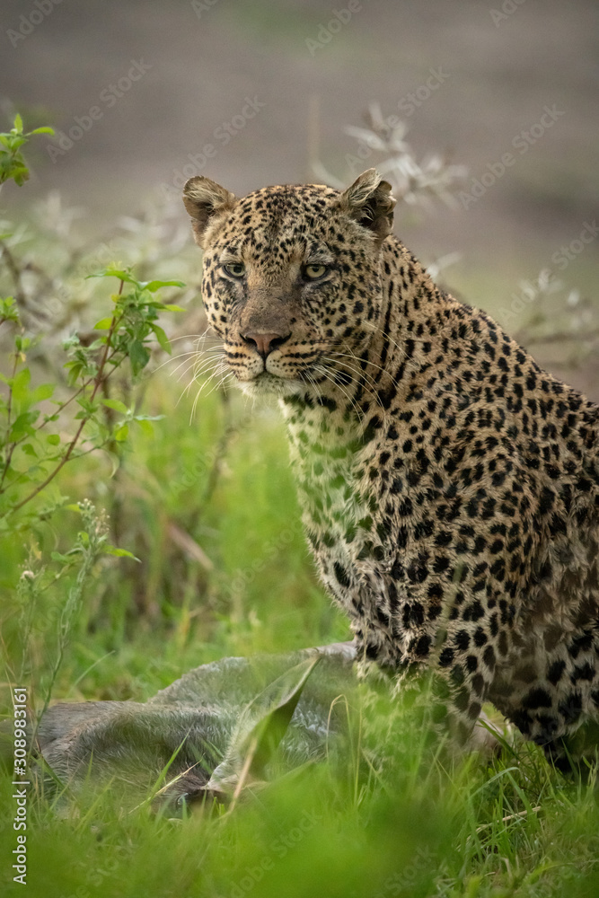 Fototapeta premium Leopard with wet coat sits with kill