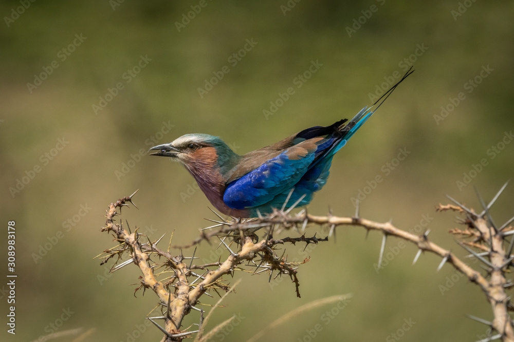 Lilac-breasted roller carries grub perching in thornbush Lilac-breasted roller carries grub perching in thornbush