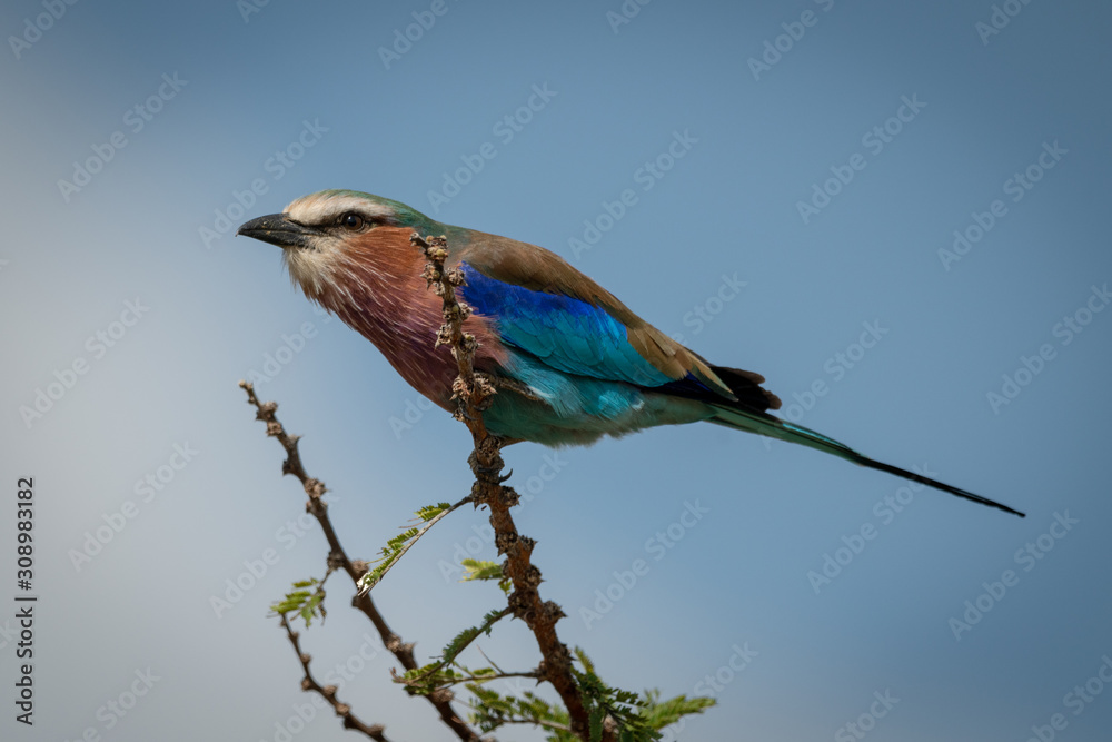Lilac-breasted roller crouches on branch before take-off