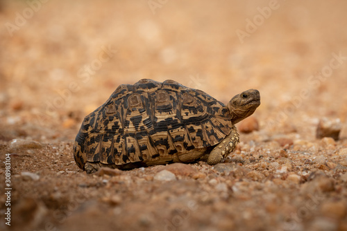 Leopard tortoise crossing dirt track facing right photo