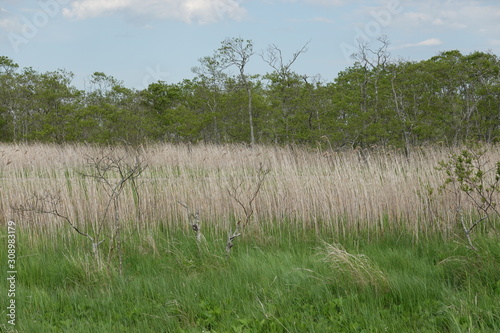 Landscape of Kushiro bog (the biggest bog in Japan / Hookaido) photo