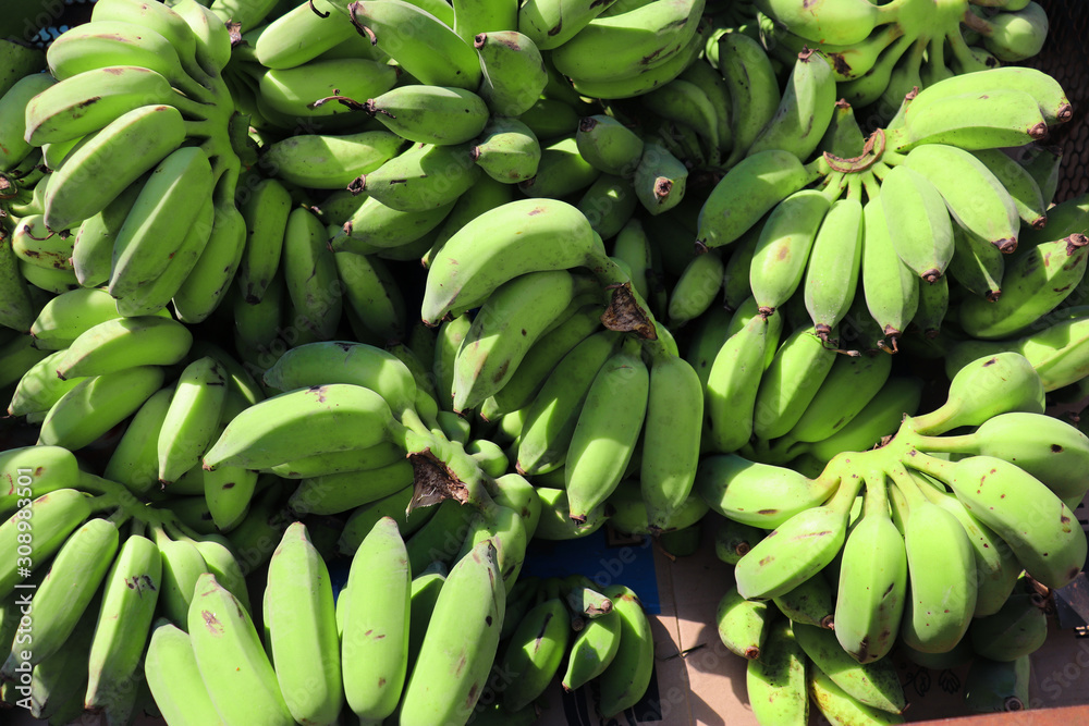 Many bananas that are not yet ripe green