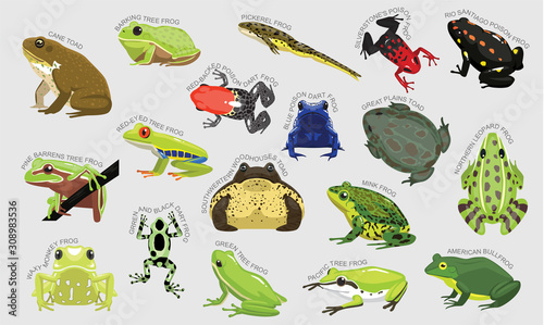 Frog Set Various Kind Identify Cartoon Vector-01