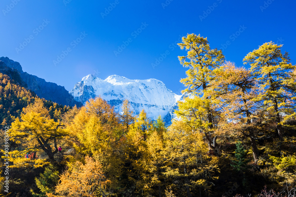 YYellow pine forest with snow-capped mountain and blue sky in the background at Yading Nature Reserve, Sichuan, China