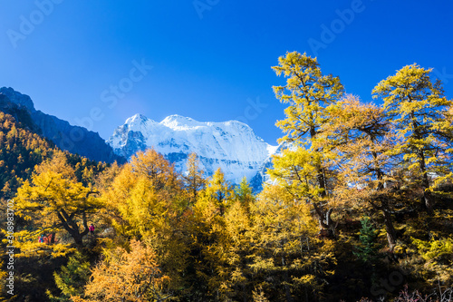 YYellow pine forest with snow-capped mountain and blue sky in the background at Yading Nature Reserve  Sichuan  China