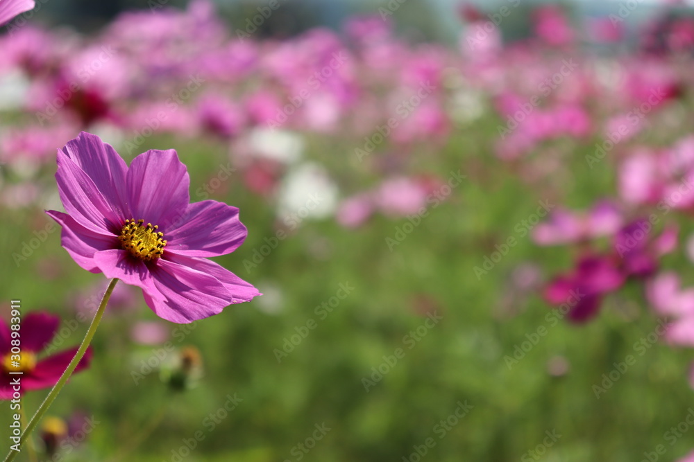 Pink flower macro picture Pink flower macro picture