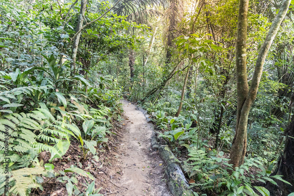 Obraz premium Tropical jungle hiking trail with lush foliage in Malaysia