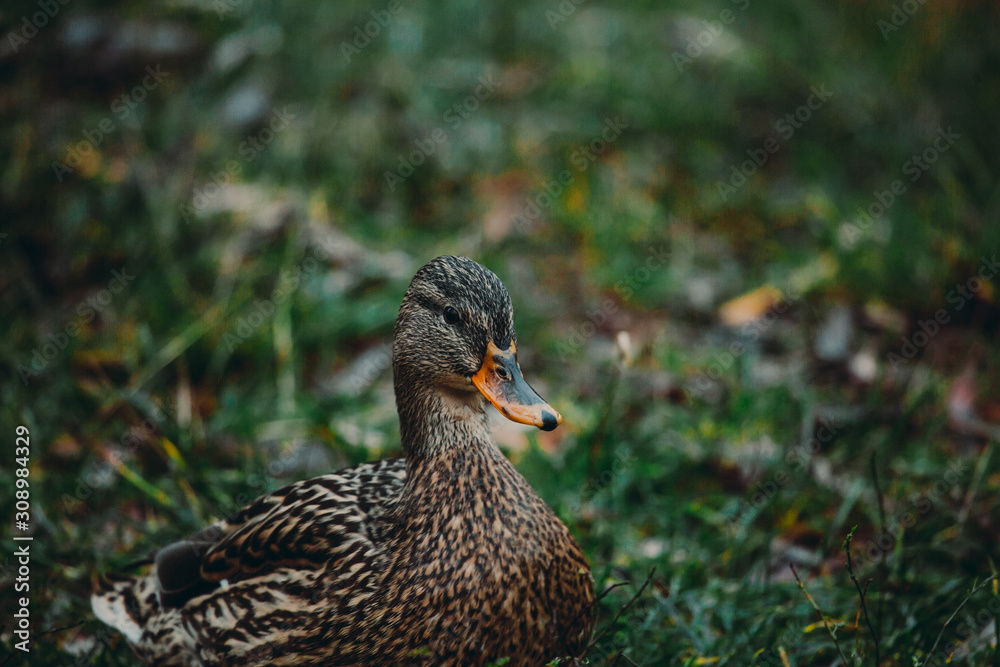 Close-up wild duck nibbles on grass and walks on green grass near a pond. Feathers in macro with water droplets.