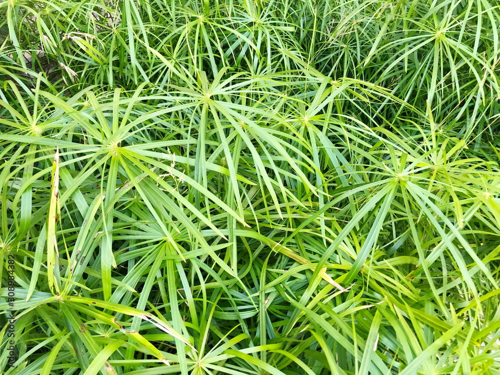Bright saturated green leaves of home cyperus flower, crossed by network of linear leaves. Perennial herbaceous plant of the sedge family with thin green leaves, cyperus microcristatus, cyperaceae. Bright saturated green leaves of home cyperus flower, crossed by network of linear leaves. Perennial herbaceous plant of the sedge family with thin green leaves, cyperus microcristatus, cyperaceae.