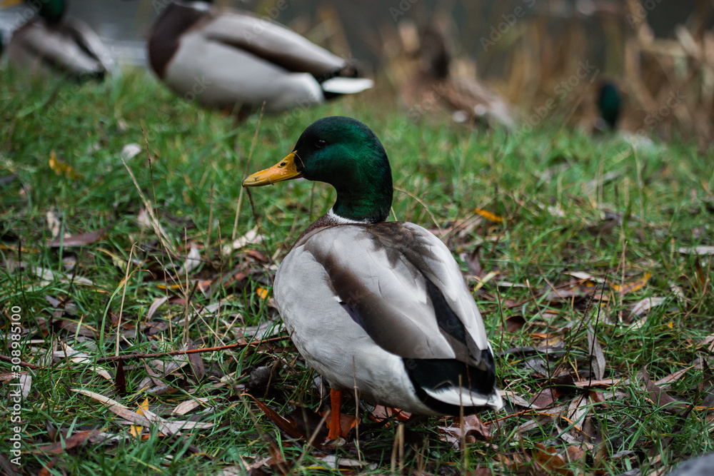 Close-up wild duck nibbles on grass and walks on green grass near a pond. Feathers in macro with water droplets. Close-up wild duck nibbles on grass and walks on green grass near a pond. Feathers in macro with water droplets.