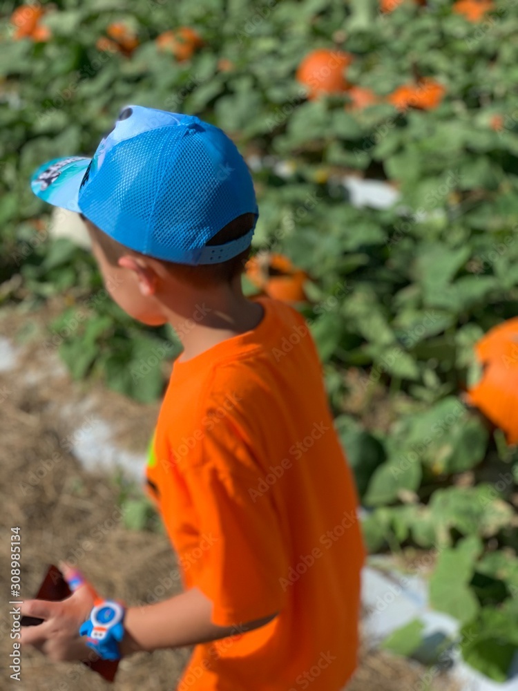Pumpkin patch Pumpkin patch