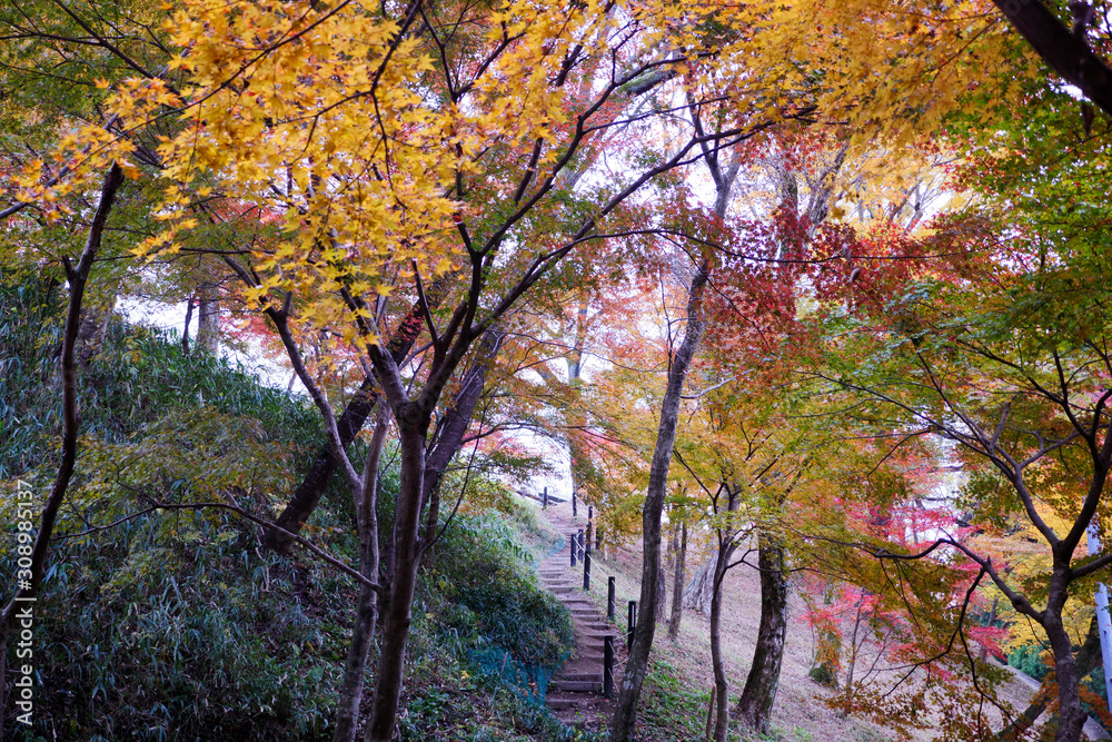 紅葉に包まれる道