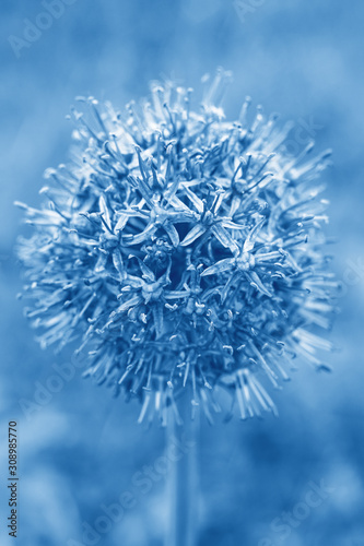 Floral background with spherical flower. Selective focus. Classic Blue trendy Color of the year 2020