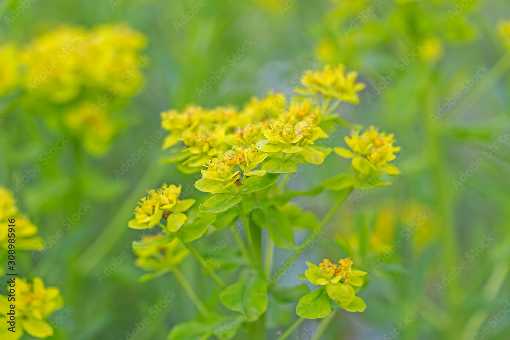 Flowering Marsh Spurge (Euphorbia palustris). closeup bundle of yellow blooming wild swamp flowers, marsh spurge or euphorbia, Euphorbia palustris Flowering Marsh Spurge (Euphorbia palustris). closeup bundle of yellow blooming wild swamp flowers, marsh spurge or euphorbia, Euphorbia palustris