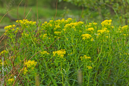 Bild auf Leinwand Flowering Marsh Spurge (Euphorbia palustris)