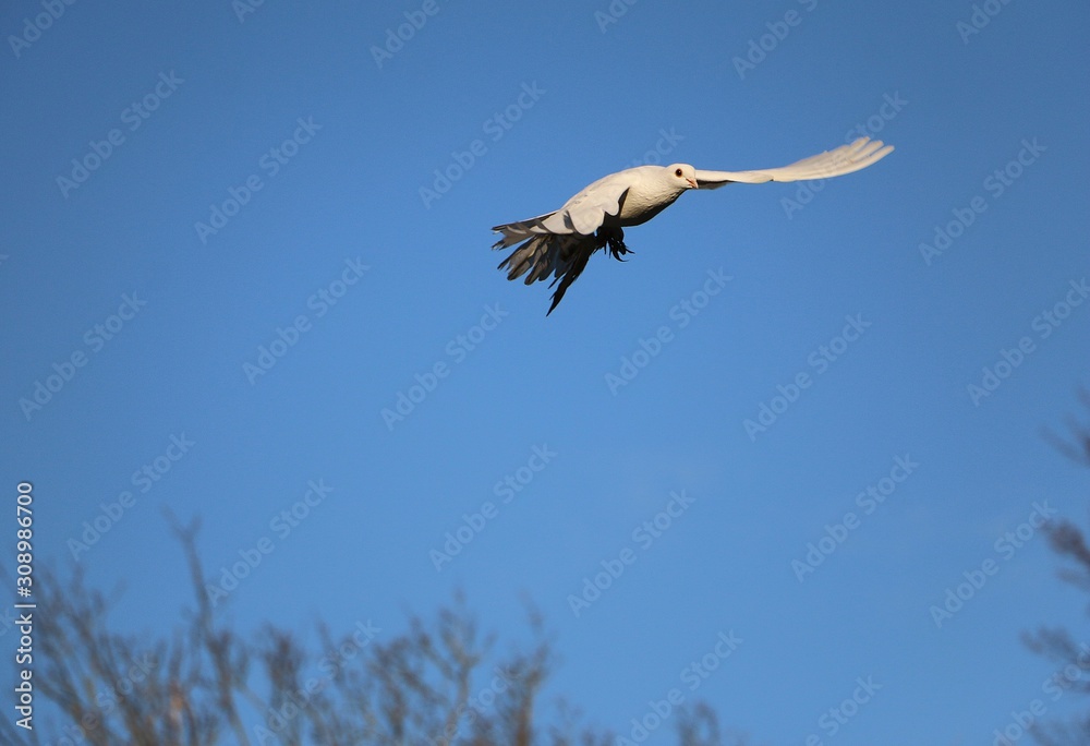 beautiful white dove is flying at the blue sky beautiful white dove is flying at the blue sky
