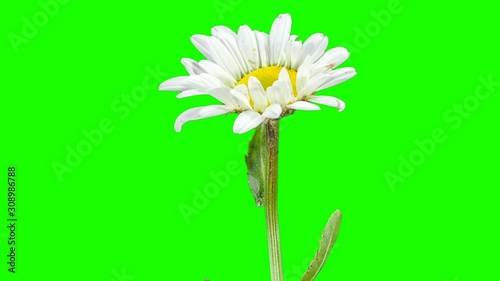 Blooming white daisies flower buds green screen, FULL HD. (Time Lapse)