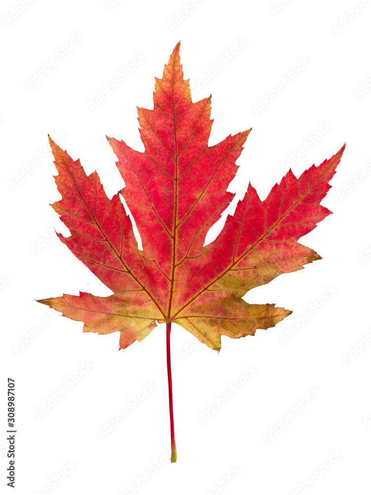Autumn leave on white isolated background. Colorful dry maple leave ( Sapindaceae leaf ) Autumn leave on white isolated background. Colorful dry maple leave ( Sapindaceae leaf )